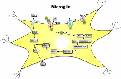 Pathological ATPergic Signaling in Major Depression and Bipolar Disorder